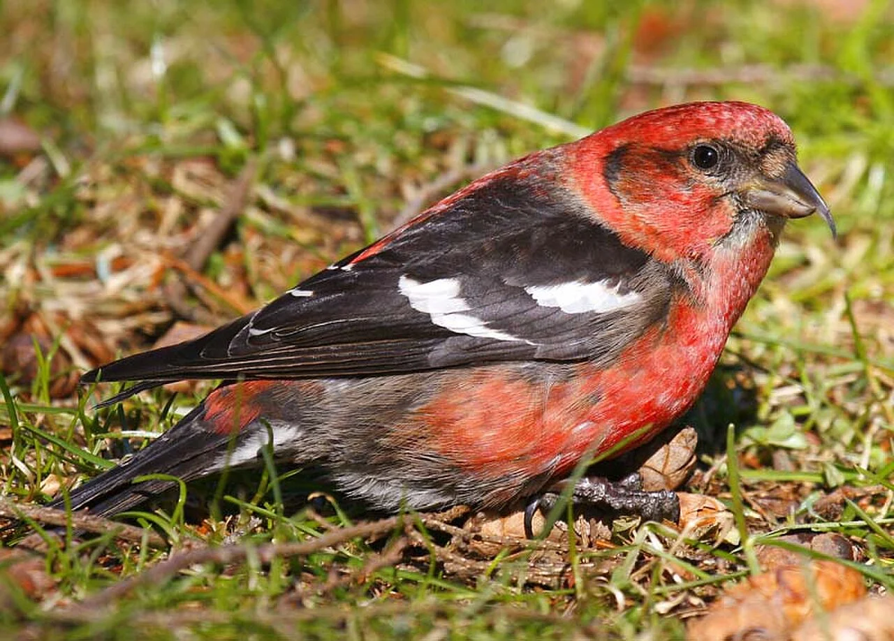 White-winged Crossbill (Loxia leucoptera)