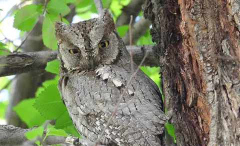 Eurasian Scops-Owl (Otus scops) — photo 3 of 5