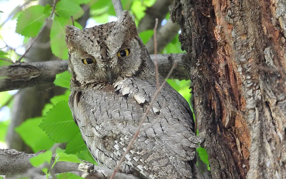 Eurasian Scops-Owl (Otus scops) — photo 3 of 5