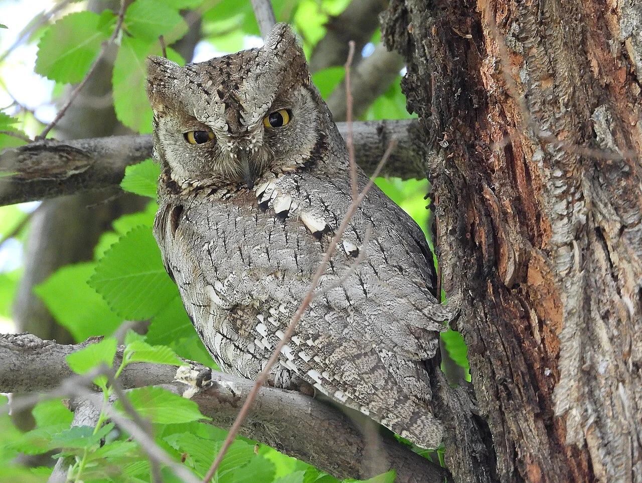 Eurasian Scops-Owl (Otus scops) — photo 3 of 5