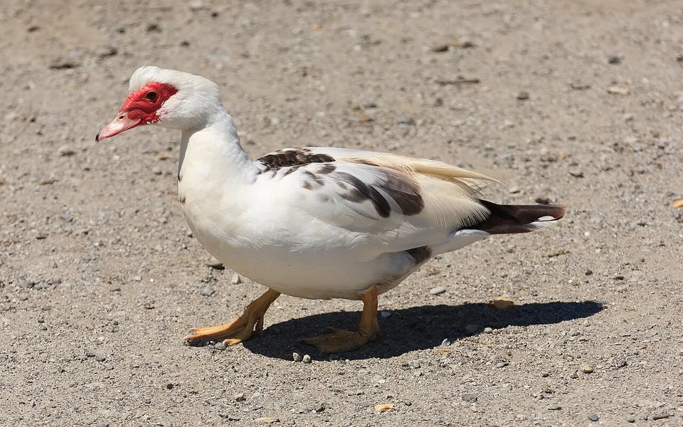 Muscovy Duck (Cairina moschata) — photo 3 of 5