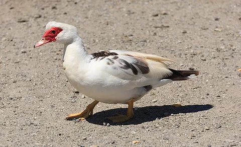 Muscovy Duck (Cairina moschata) — photo 3 of 5