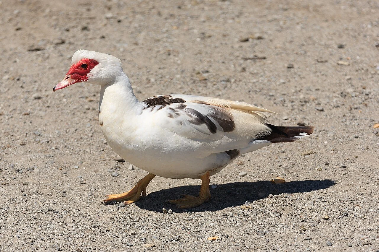 Muscovy Duck (Cairina moschata) — photo 3 of 5