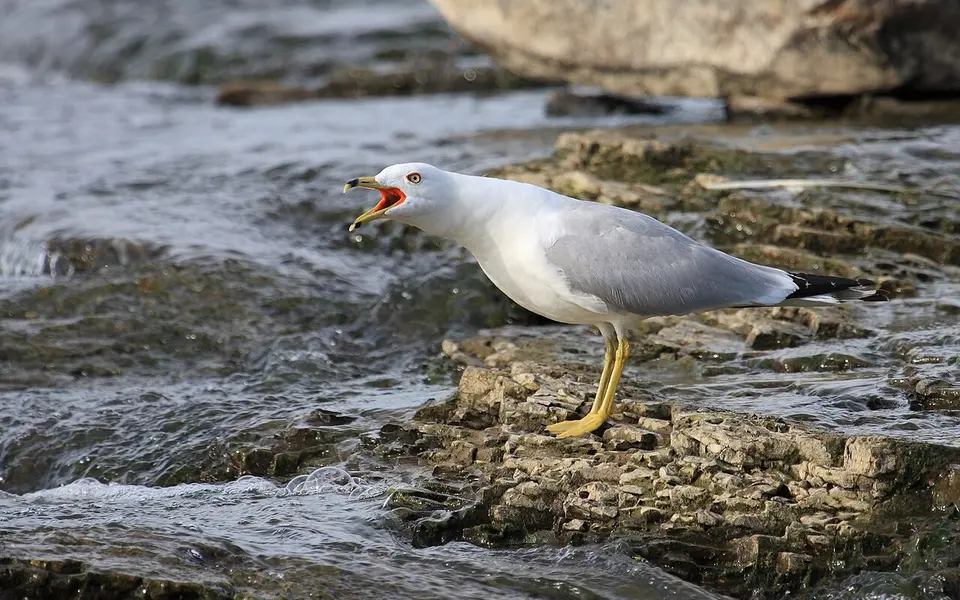 Ring-billed Gull (Larus delawarensis) — photo 6 of 6