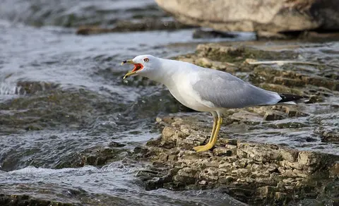 Ring-billed Gull (Larus delawarensis) — photo 3 of 6