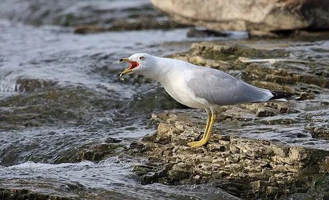 Ring-billed Gull