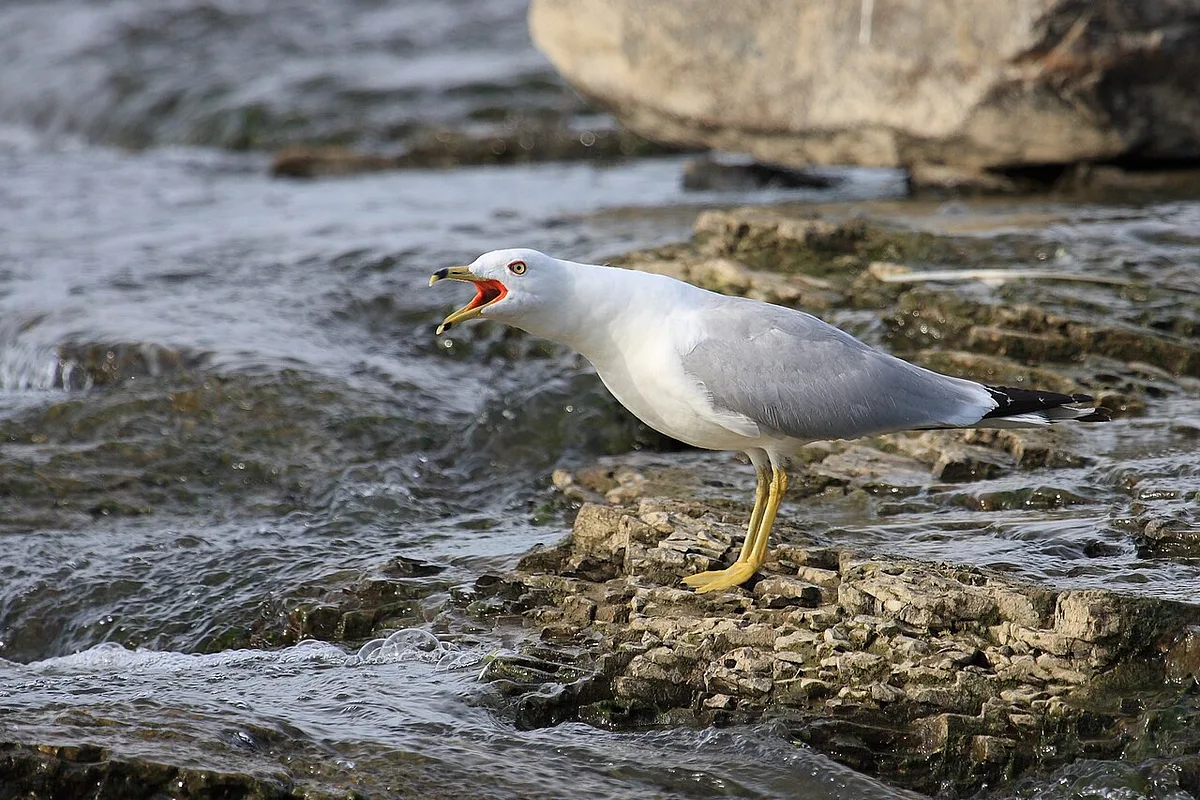 Ring-billed Gull