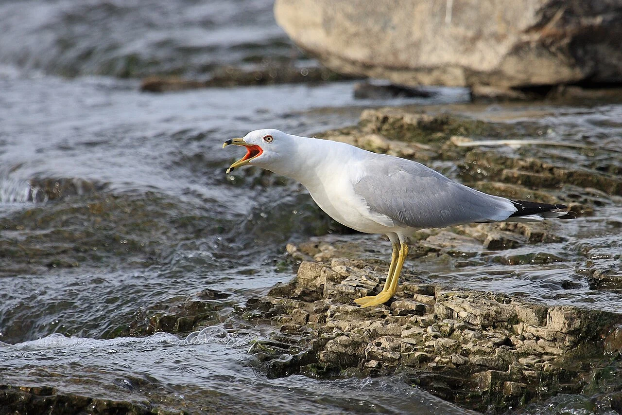 Ring-billed Gull
