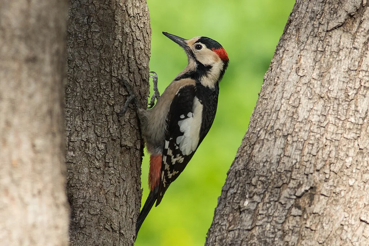 Syrian Woodpecker