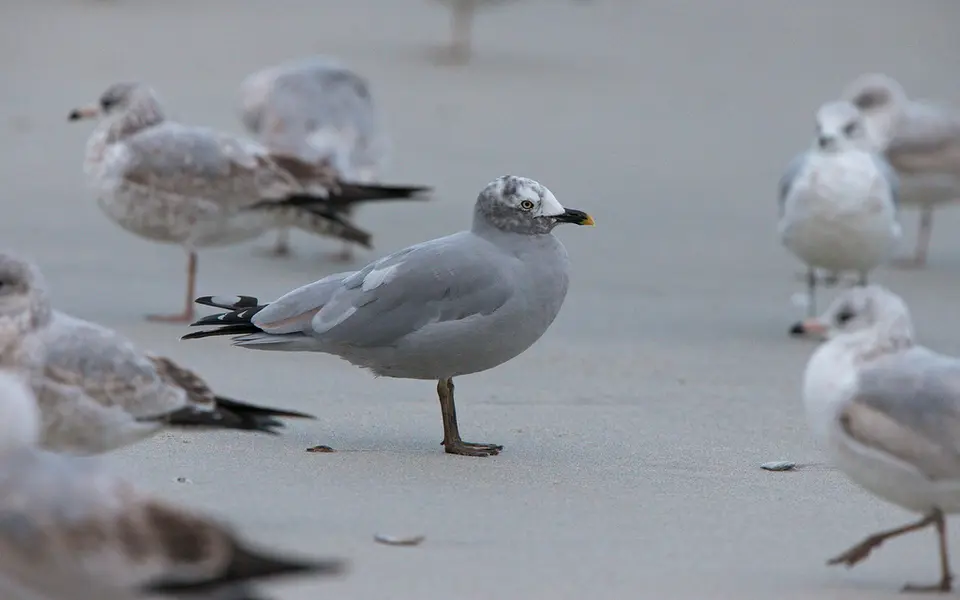 Ring-billed Gull (Larus delawarensis) — photo 4 of 6