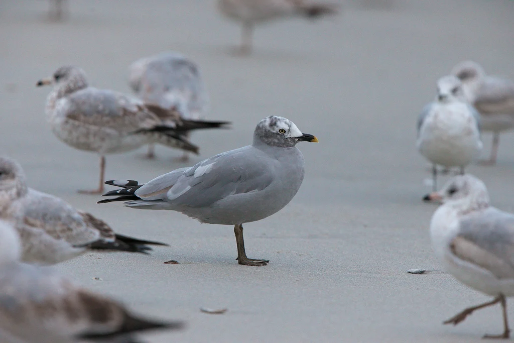 Ring-billed Gull (Larus delawarensis) — photo 4 of 6
