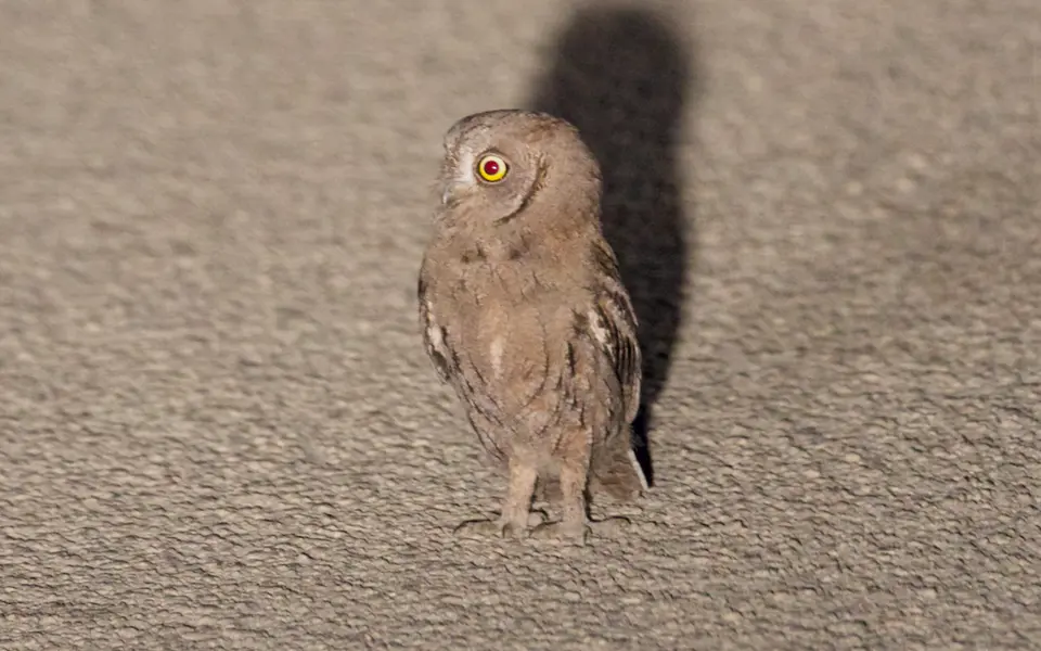 Eurasian Scops-Owl (Otus scops) — photo 4 of 5