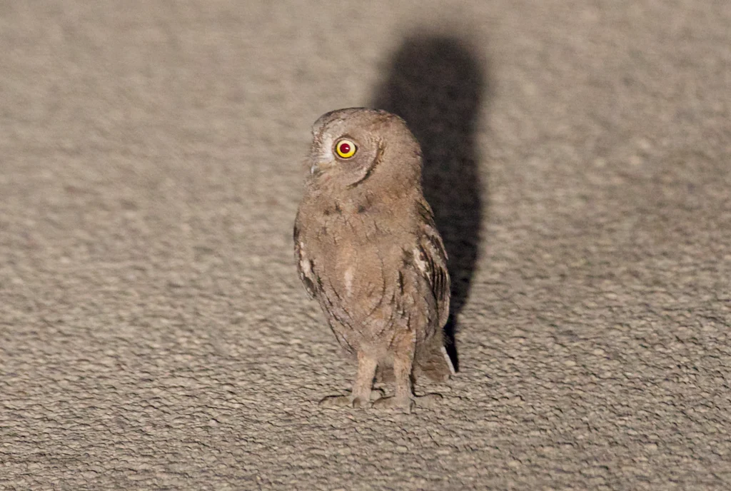 Eurasian Scops-Owl (Otus scops) — photo 4 of 5