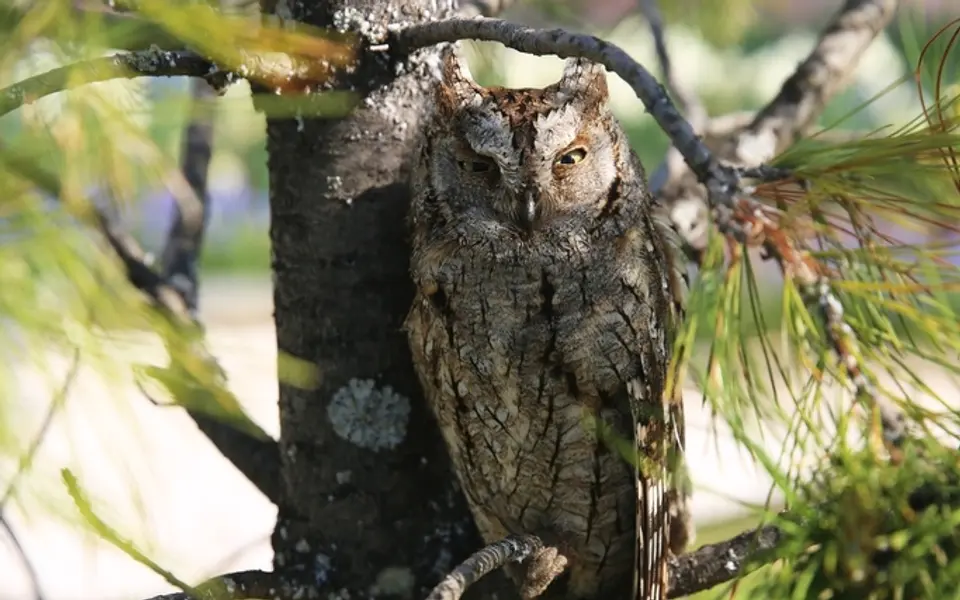 Eurasian Scops-Owl (Otus scops) — photo 5 of 5