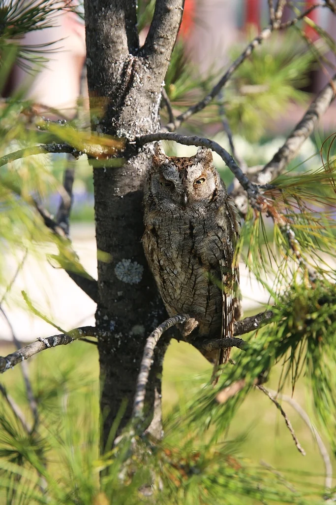 Eurasian Scops-Owl (Otus scops) — photo 5 of 5