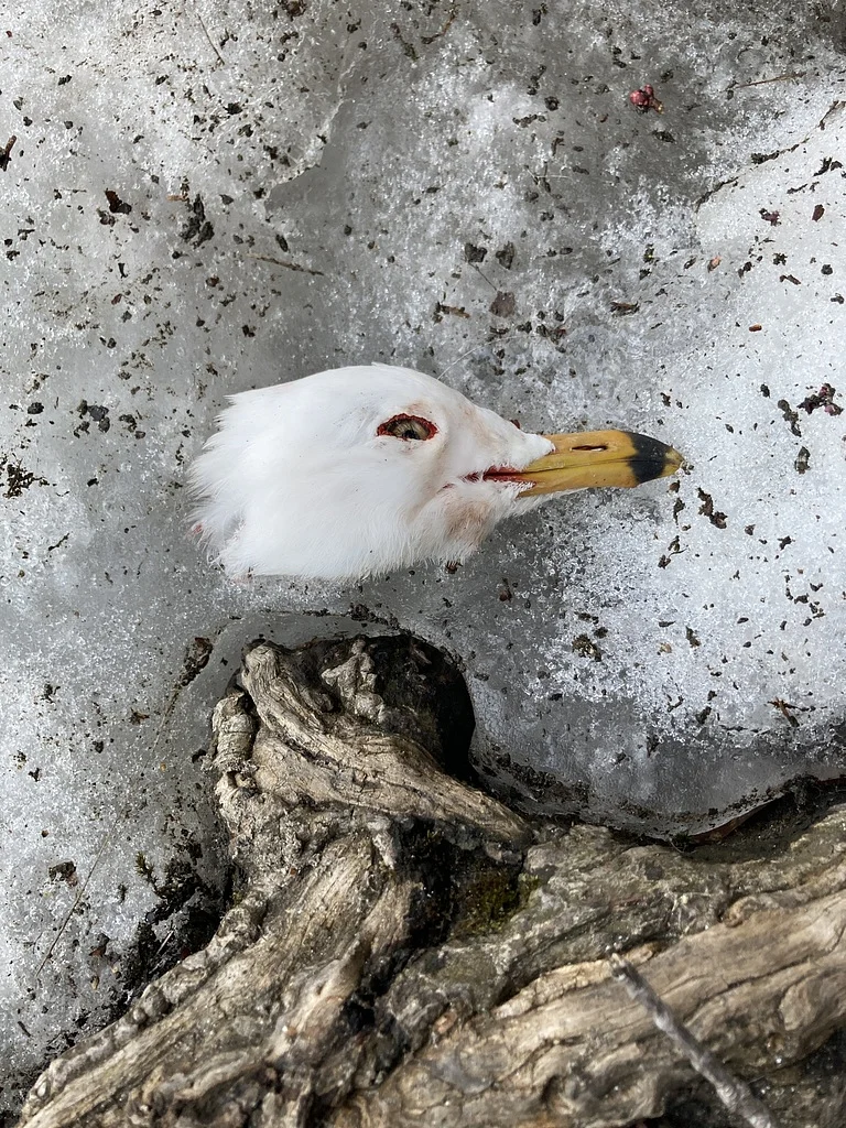Ring-billed Gull