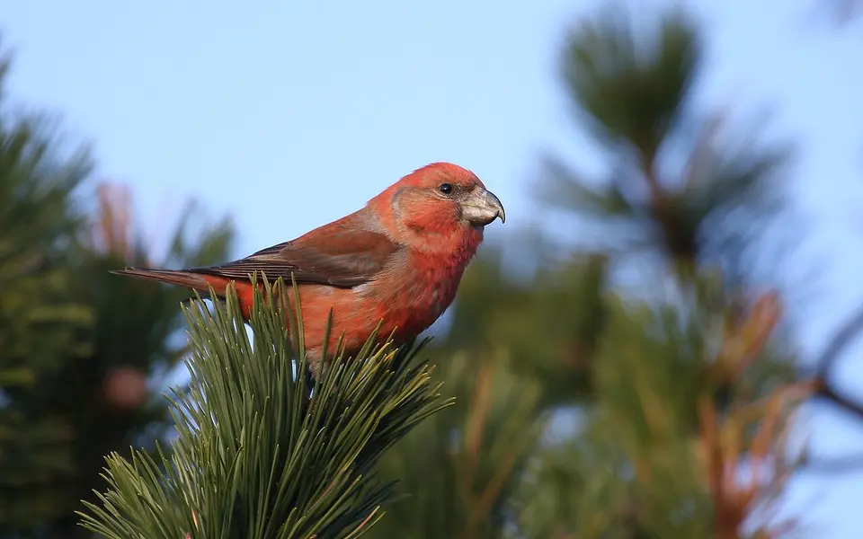 Parrot Crossbill (Loxia pytyopsittacus) — photo 1 of 5