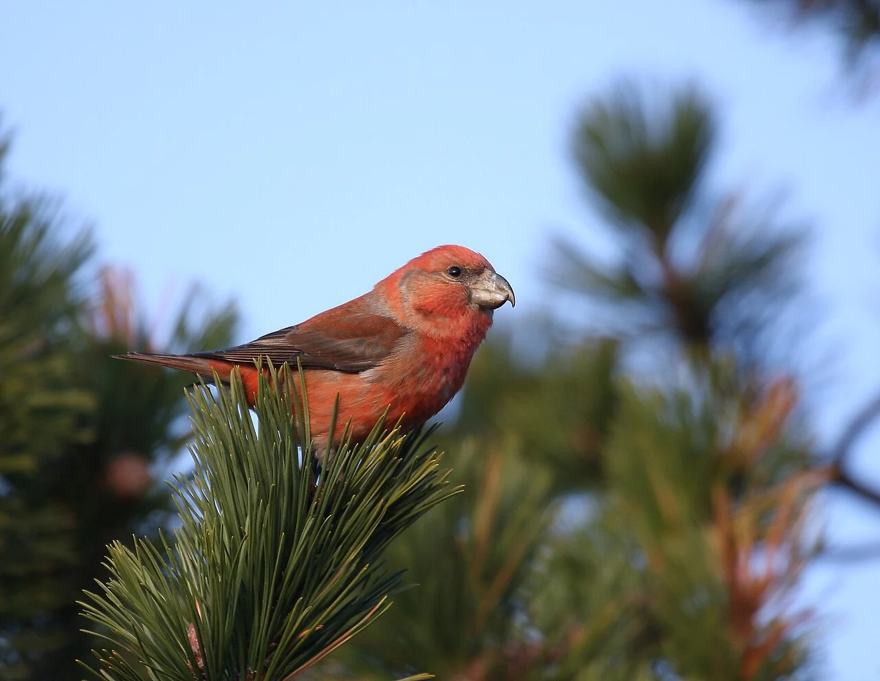 Parrot Crossbill (Loxia pytyopsittacus) — photo 1 of 5