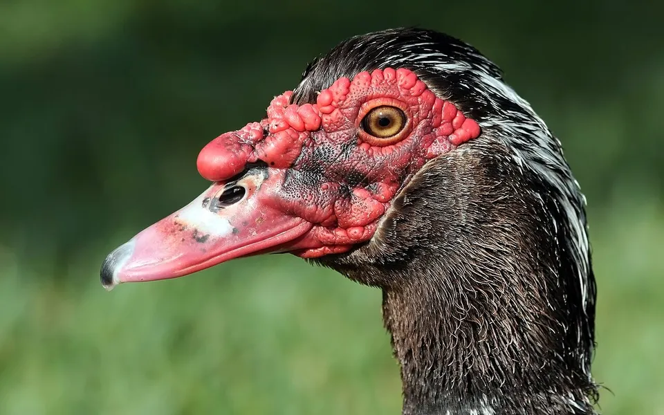 Muscovy Duck (Cairina moschata) — photo 4 of 5