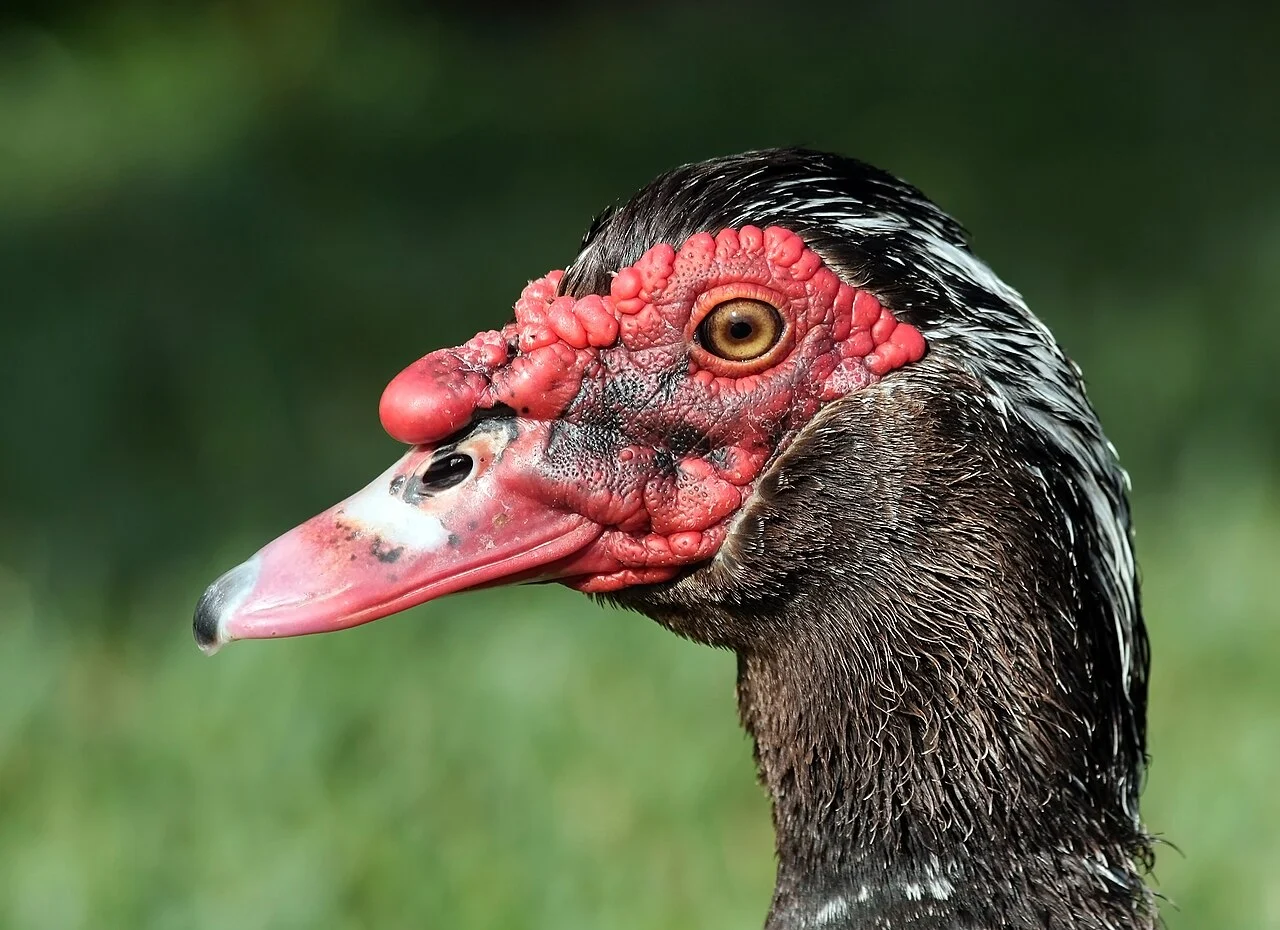 Muscovy Duck (Cairina moschata) — photo 4 of 5