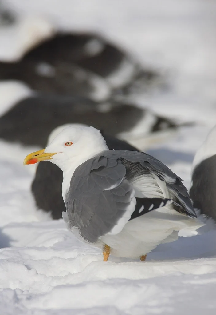 Yellow-legged Gull
