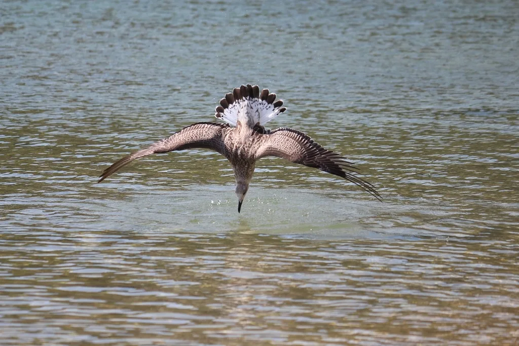 Yellow-legged Gull