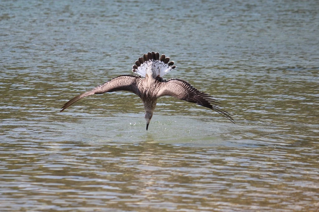 Yellow-legged Gull
