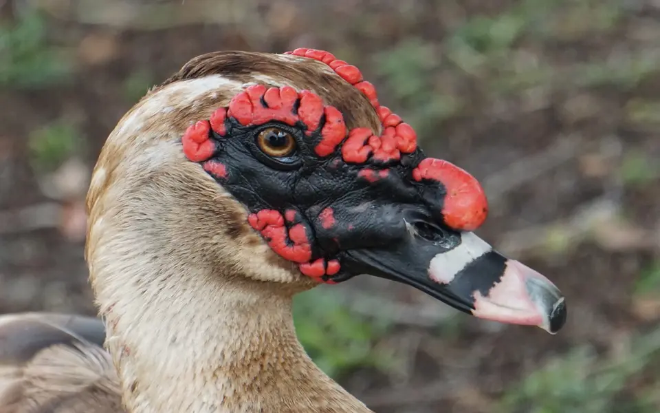 Muscovy Duck (Cairina moschata) — photo 7 of 8