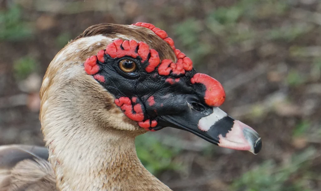 Muscovy Duck (Cairina moschata) — photo 7 of 8