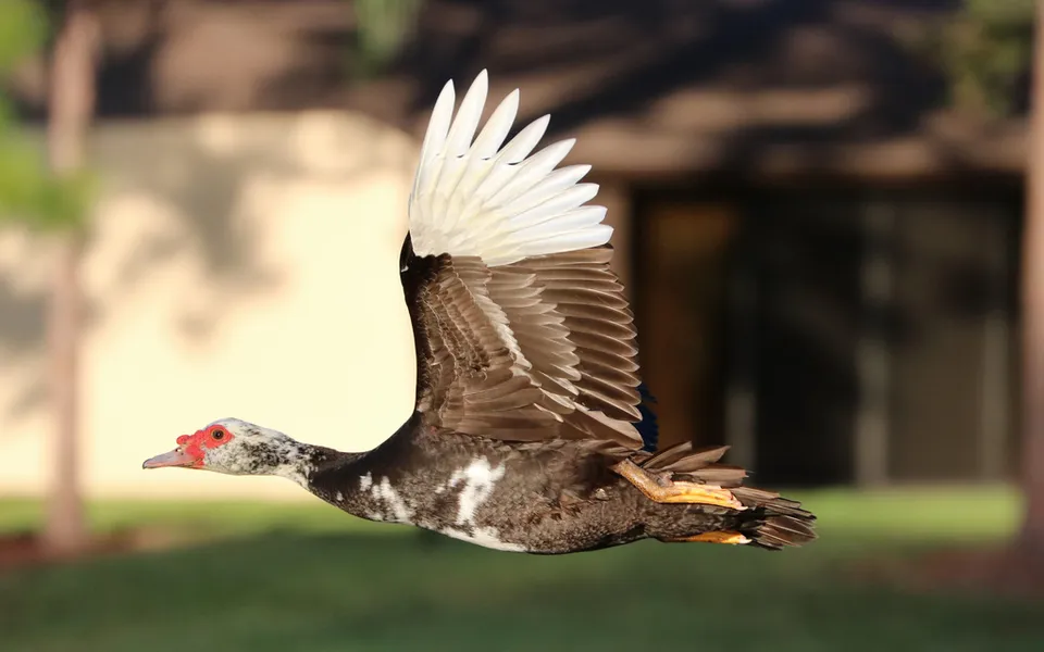 Muscovy Duck (Cairina moschata) — photo 5 of 5