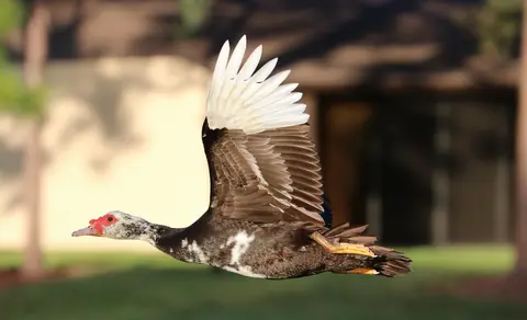 Muscovy Duck (Cairina moschata) — photo 3 of 8