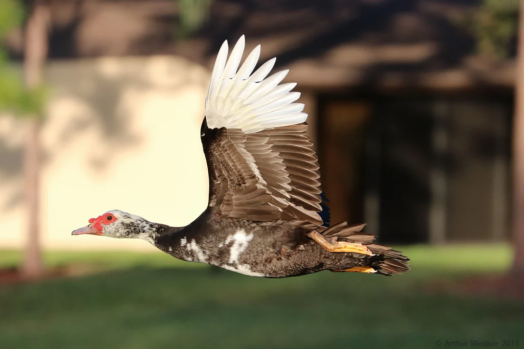 Muscovy Duck (Cairina moschata) — photo 5 of 5