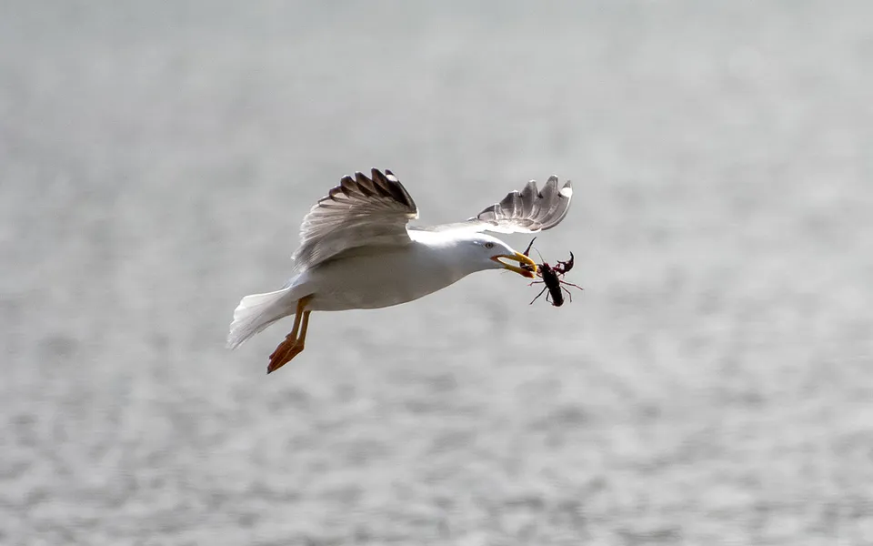 Yellow-legged Gull