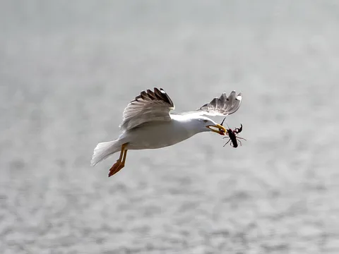 Yellow-legged Gull