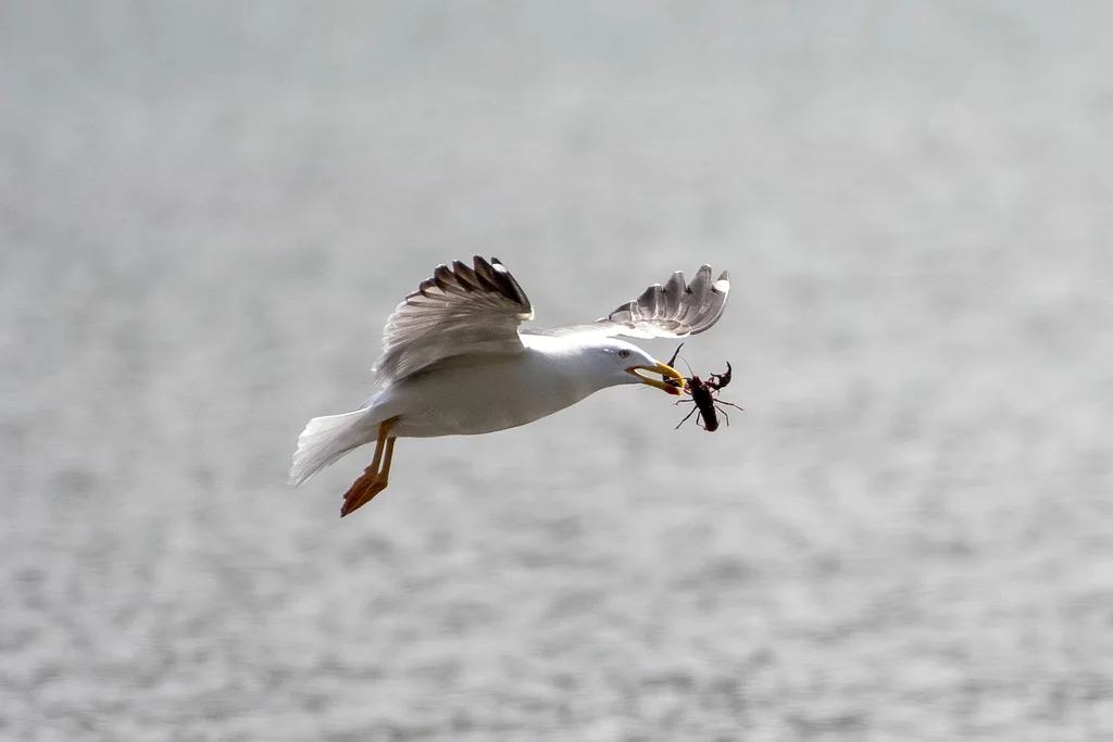 Yellow-legged Gull