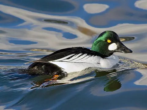 Common Goldeneye