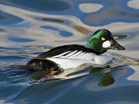 Common Goldeneye