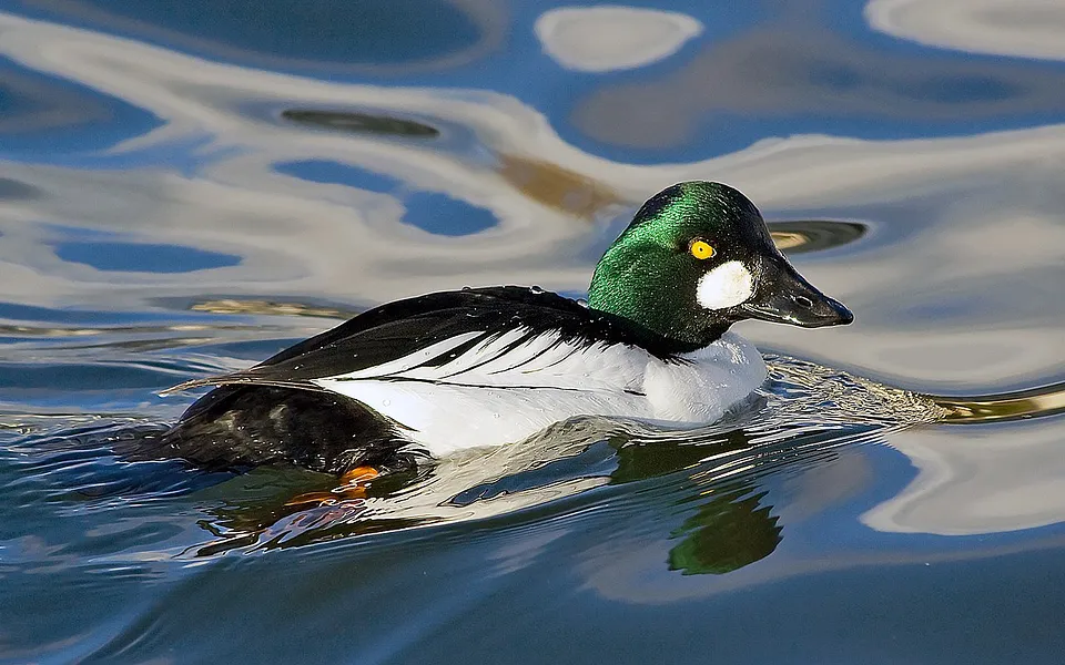 Common Goldeneye (Bucephala clangula) — photo 1 of 3