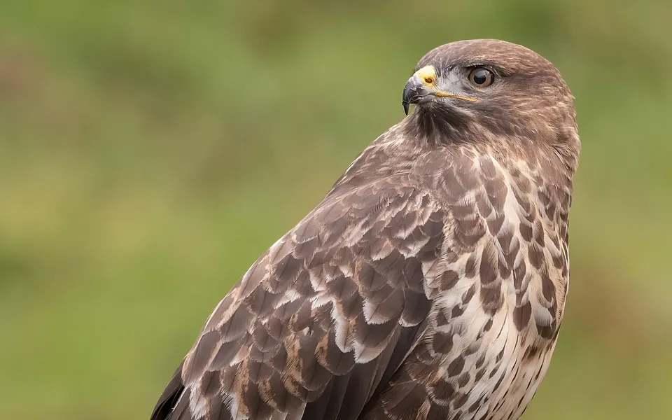 Common Buzzard
