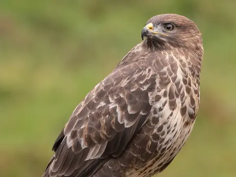 Common Buzzard