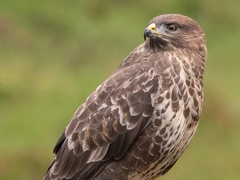 Common Buzzard