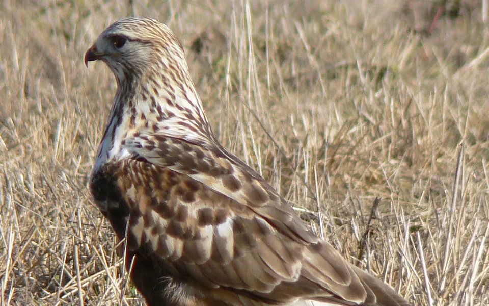 Rough-legged Hawk