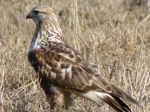 Rough-legged Hawk