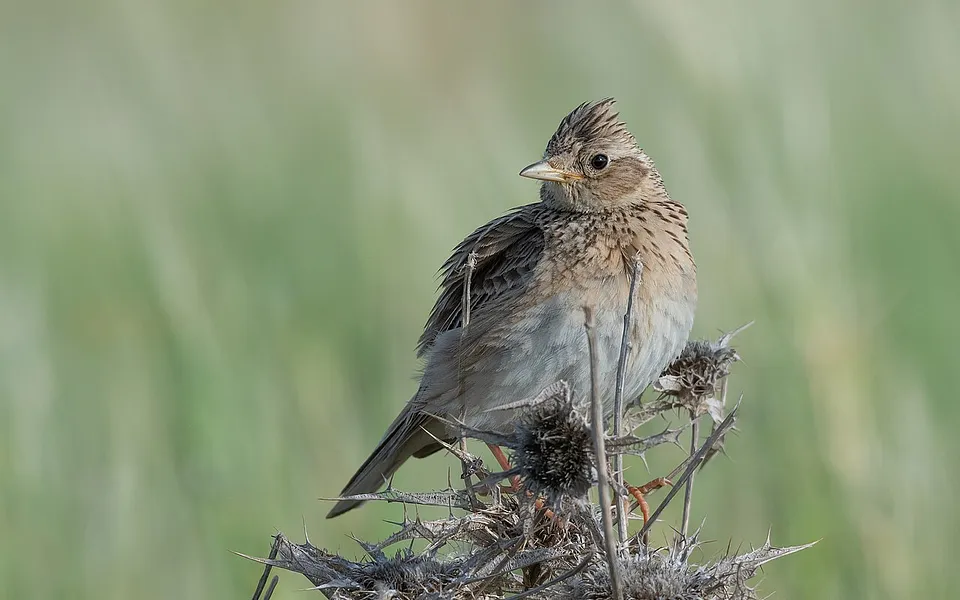 Eurasian Skylark (Alauda arvensis) — photo 1 of 4