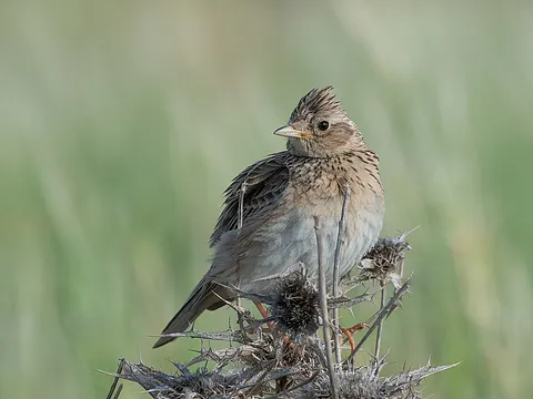Eurasian Skylark