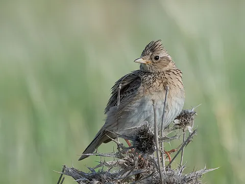 Eurasian Skylark