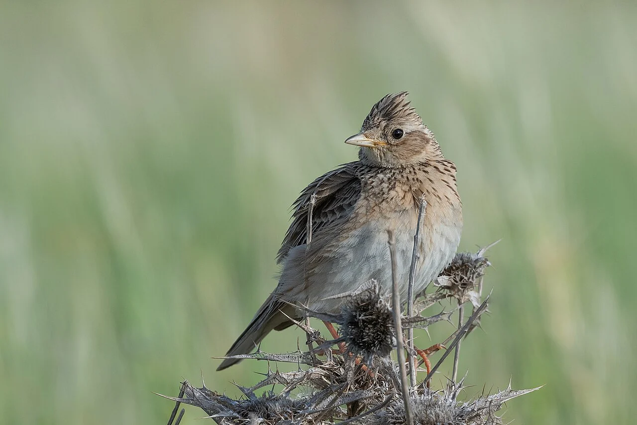 Eurasian Skylark (Alauda arvensis) — photo 1 of 4