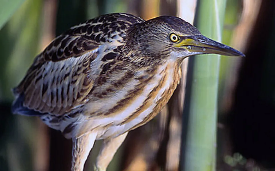Little Bittern (Botaurus minutus) — photo 1 of 3