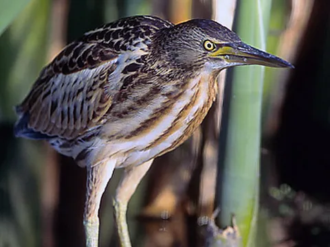 Little Bittern