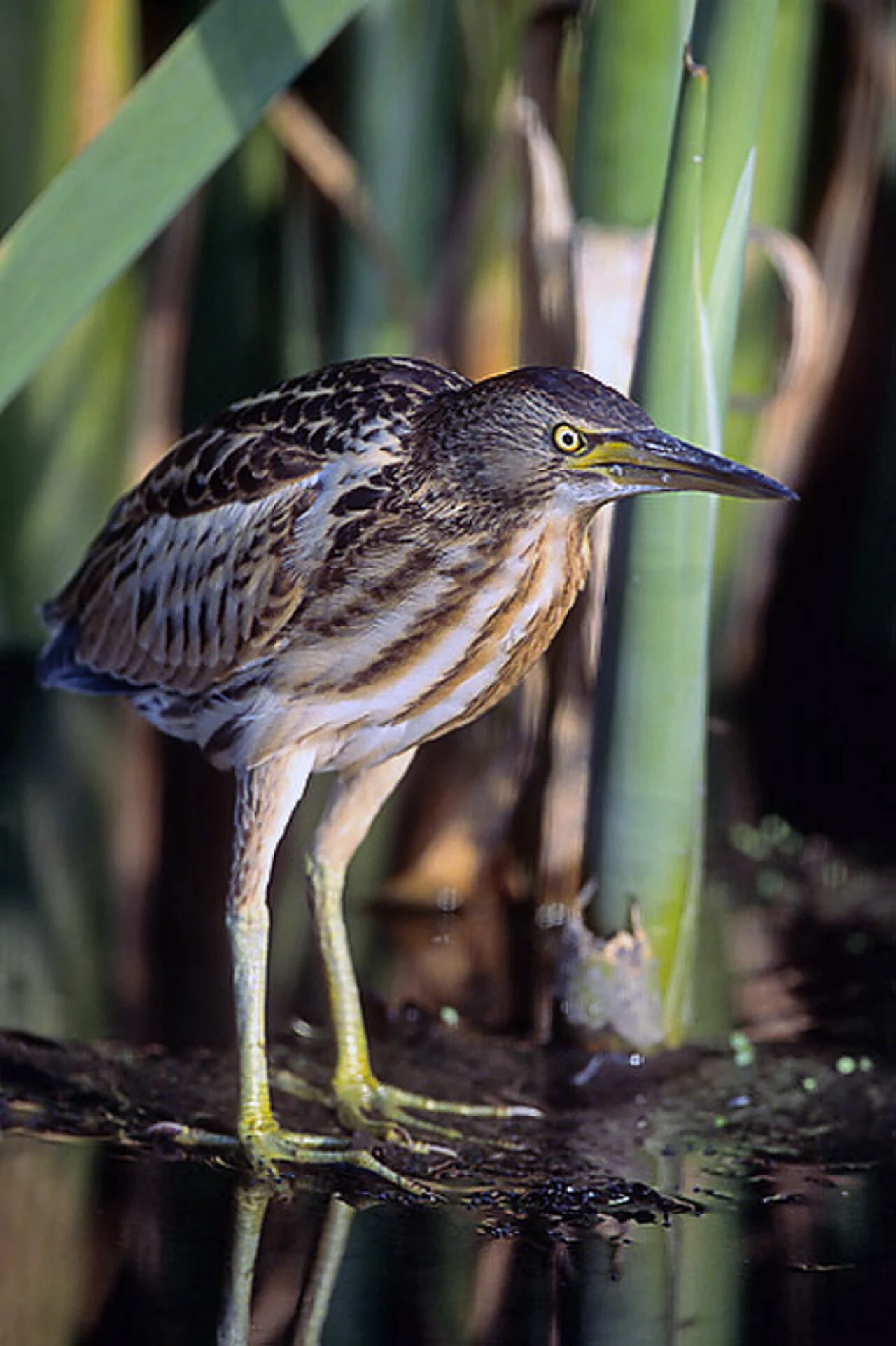 Little Bittern (Botaurus minutus) — photo 1 of 3